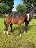 Merrie veulen van Dacanto’s  boy x Leandro VG, Dieren en Toebehoren, Paarden, Merrie, Springpaard, Gechipt, 0 tot 2 jaar
