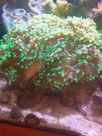 Euphyllia groene hamer €15 per kop, Overige typen, Zoutwatervis