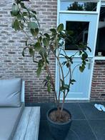 Mooie binnenplant, past niet meer bij ons interieur, Ophalen of Verzenden, Volle zon, Overige soorten