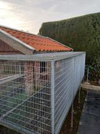 Duiven ren, Dieren en Toebehoren, Vogels | Duiven, Meerdere dieren, Postduif