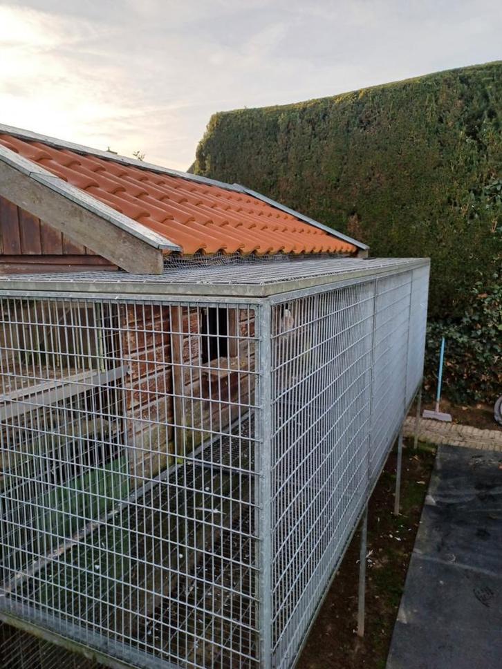 Duiven ren, Dieren en Toebehoren, Vogels | Duiven, Postduif, Meerdere dieren