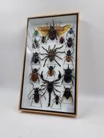 Insecten Box Lijst Opgezette insect, Dieren en Toebehoren