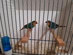 Zeegroene papagaai amadines, Dieren en Toebehoren, Vogels | Overige Vogels, Meerdere dieren, Geringd