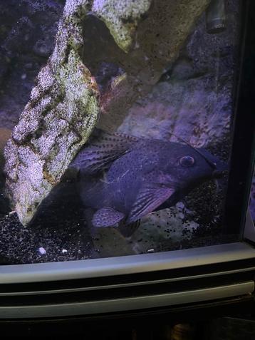 2 mooie aquarium vissen  nandopsis & Synodontis meerval, beschikbaar voor biedingen