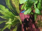 Neon tetra's - 3 stuks, Dieren en Toebehoren, Vis, Zoetwatervis, Schoolvis