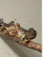 Zebravinken 5 euro koppel, Dieren en Toebehoren, Vogels | Overige Vogels, Meerdere dieren, Tropenvogel