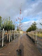 sierappel boom malus evereste  hoogstam in pot, Tuin en Terras, Ophalen, In pot, Volle zon, Overige soorten