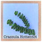 10. crassula hottentot stekje €1,25, Ophalen of Verzenden, Overige soorten, Minder dan 100 cm