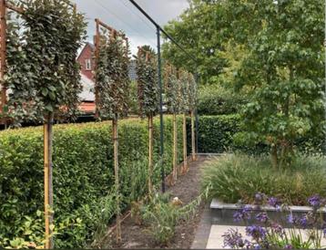 Leibomen ACTIE! Lei olijfwilg - Elaeagnus ebbingei lei boom beschikbaar voor biedingen