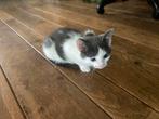 Drie mooie katertjes, Dieren en Toebehoren, Katten en Kittens | Overige Katten, Kater
