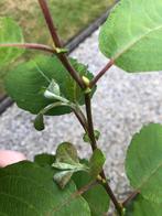 Geoorde wilg, Ophalen, Halfschaduw, Overige soorten, Lente