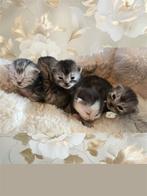 Britse korthaar kittens, Dieren en Toebehoren, Katten en Kittens | Raskatten | Korthaar, Meerdere dieren, Ontwormd