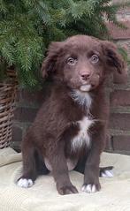 Prachtige LABRADOR x FRIESE STABIJ pups, Parvo, Nederland, 8 tot 15 weken, Meerdere