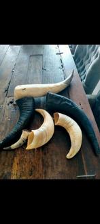 Diversen hoorns, Verzamelen, Dierenverzamelingen, Ophalen of Verzenden, Gebruikt, Overige typen