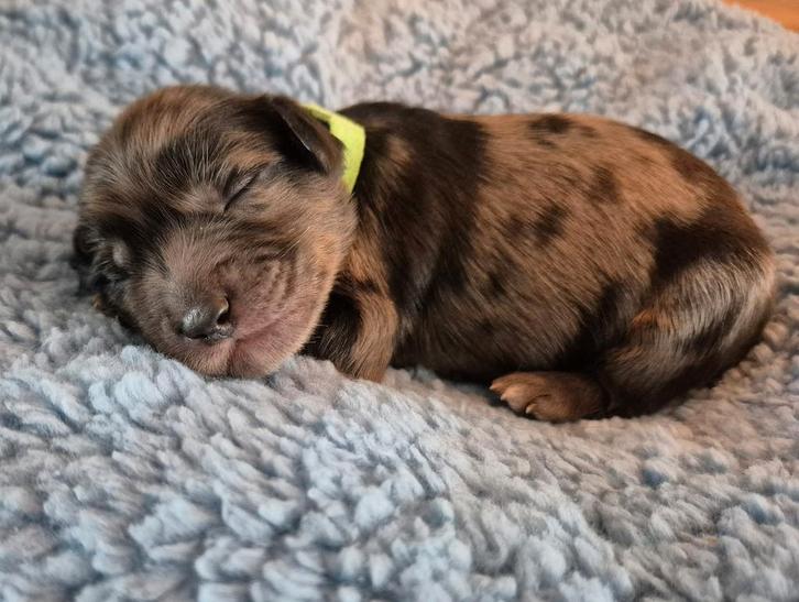 Prachtige pups labradoodle x australian labradoodle, Dieren en Toebehoren, Honden | Chihuahua's en Gezelschapshonden, Meerdere dieren