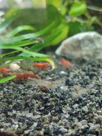 ‼️Japonica garnalen 10+ 2 gratis voor €5,-, Kreeft, Krab of Garnaal, Zoetwatervis, Schoolvis