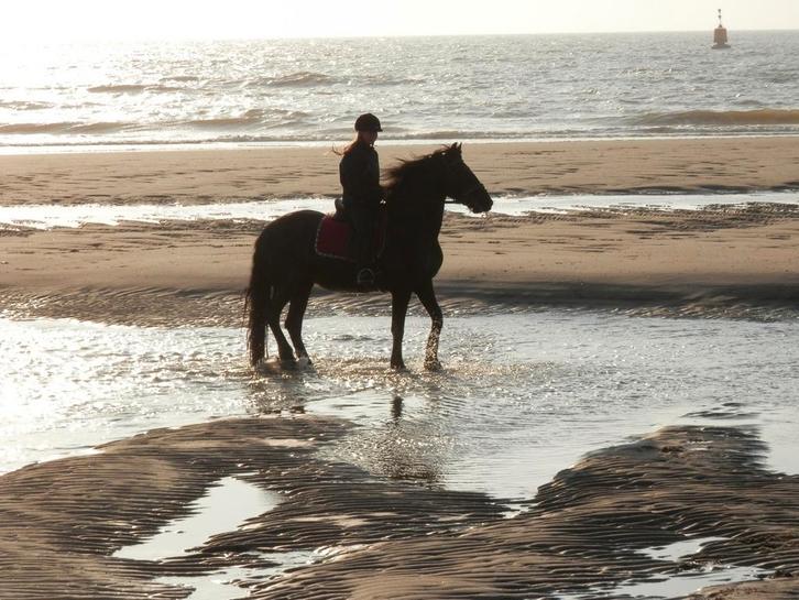 Bijrijder / bijrijdster aangeboden verzorgpaard gezocht, Dieren en Toebehoren, Paarden en Pony's | Verzorgingsproducten, Ophalen of Verzenden