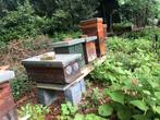 Bijenkast natuurbouw top kast, Bijen