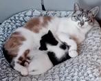 Super lieve kitten katertje ( moeder kruising siamees), Dieren en Toebehoren, Katten en Kittens | Raskatten | Korthaar, Kater
