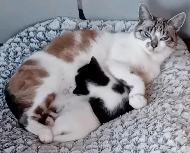 Super lieve kitten katertje ( moeder kruising siamees), Dieren en Toebehoren, Katten en Kittens | Raskatten | Korthaar, Kater