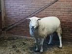 Swifter dekram, Dieren en Toebehoren, Schapen, Geiten en Varkens, Mannelijk, Schaap