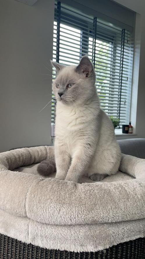 Britse korthaar, Dieren en Toebehoren, Katten en Kittens | Dekkaters, 0 tot 2 jaar