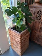Plantenbak bananenblad 83cm hoog!, Ophalen, Minder dan 60 cm, Rond, Zo goed als nieuw