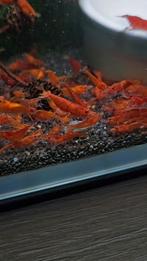 Red Fire garnalen (Neocaridina Davidi), Dieren en Toebehoren, Kreeft, Krab of Garnaal