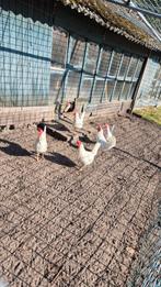 2 jaar oude kippen, Dieren en Toebehoren, Pluimvee, Vrouwelijk, Kip