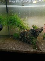 Stuk hout met javamos, Dieren en Toebehoren, Ophalen, Plant(en), Steen of Hout