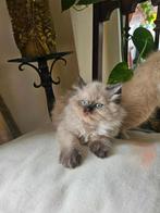 Longhair British kiten, Kater, Ontwormd, 0 tot 2 jaar