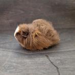 Cavia ch-teddy beertjes, Cavia, Mannelijk, Mei, Tam
