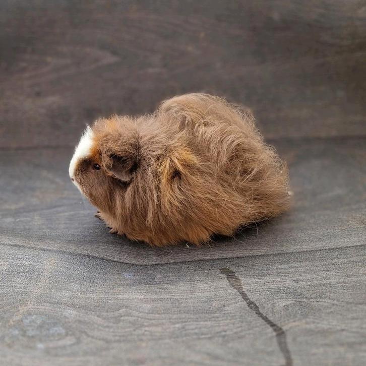 Cavia ch-teddy beertjes, Dieren en Toebehoren, Knaagdieren, Mannelijk, Cavia, Mei, Tam