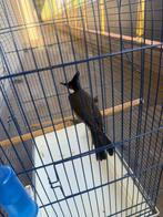 Buulbuul, Dieren en Toebehoren, Mannelijk