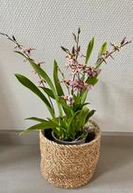 Spinorchidee met mand, Huis en Inrichting, Kamerplanten, Ophalen, Halfschaduw, Minder dan 100 cm