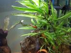 regenboog platy vissen, Vis, Zoetwatervis