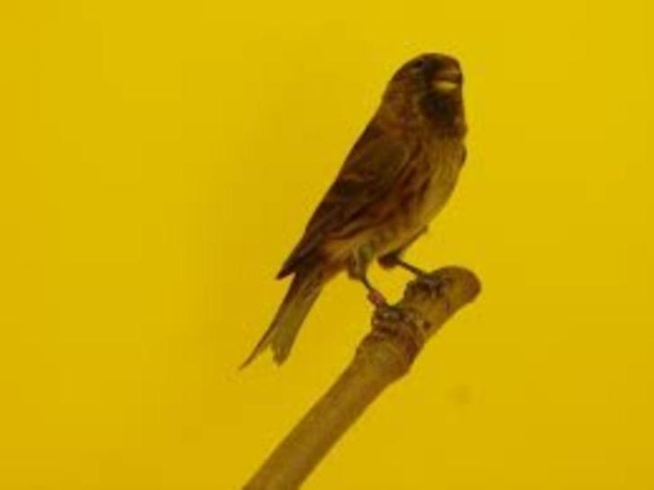 barmsijs cabaret 2023 2-0 mannen, Dieren en Toebehoren, Vogels | Overige Vogels, Wildzangvogel, Mannelijk, Tam, Geringd