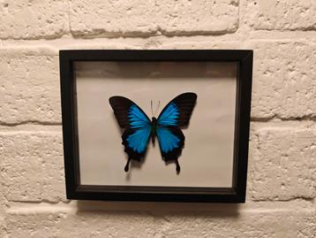Papilio Ulysses Vlinder in Lijst beschikbaar voor biedingen