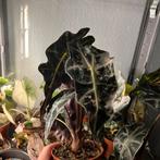 Alocasia polly variegata, Huis en Inrichting, Kamerplanten, Ophalen of Verzenden, Halfschaduw, Minder dan 100 cm