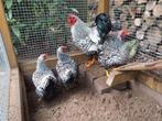 Te koop wyandotte broedeieren zilver/zwart gezoomd raszuiver, Dieren en Toebehoren, Pluimvee, Geslacht onbekend, Kip