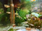 Baby guppy's, Dieren en Toebehoren, Ophalen, Zo goed als nieuw