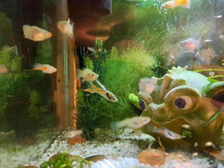 Baby guppy's, Dieren en Toebehoren, Vissen | Aquaria en Toebehoren, Zo goed als nieuw, Ophalen