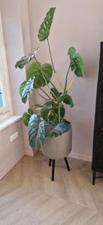 Moderne plantenpot op voet - Stijlvol design, Tuin en Terras, Bloempotten, 25 tot 40 cm, Rond, Zo goed als nieuw, Beton