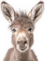 Gezocht ezel voor kinderboerderij sneek, Juni