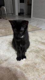 Kitten 13 weken, Kater, 0 tot 2 jaar