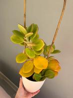 Hoya subquintuplinervis (former pachyclada)., Ophalen, Halfschaduw, Minder dan 100 cm