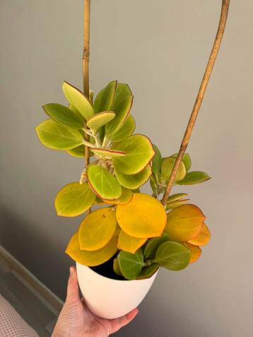 Hoya subquintuplinervis (former pachyclada). beschikbaar voor biedingen