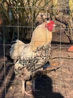 Haan, Dieren en Toebehoren, Pluimvee, Mannelijk, Kip