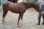 Super mooie 3 jarige d pony met kwaliteit, Dieren en Toebehoren, Springpony, Zadelmak, 3 tot 6 jaar, D pony (1.37m tot 1.48m)