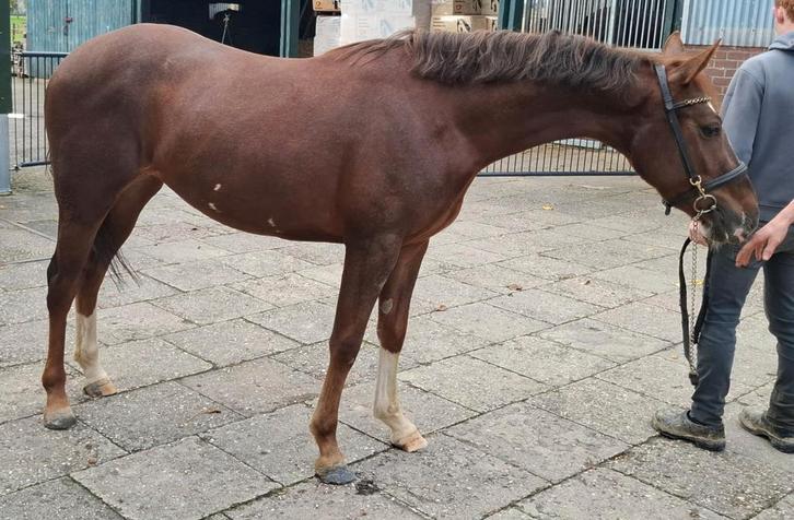 Super mooie 3 jarige d pony met kwaliteit, Dieren en Toebehoren, Pony's, Merrie, Zadelmak, D pony (1.37m tot 1.48m), Springpony
